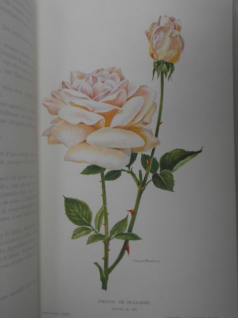 Les plus belles roses au début du XXe siècle.