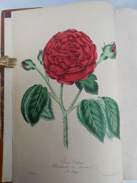 The Rose Garden. In two Divisions. 1. Embracing the history of the rose, the formation of the rosarium ... 2. Containing an arrangement, in natural groups, of the most esteemed varieties of roses recognised and cultivated...